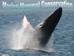 Marine mammal conservation