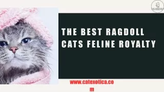 The Best Ragdoll Cats Feline Royalty