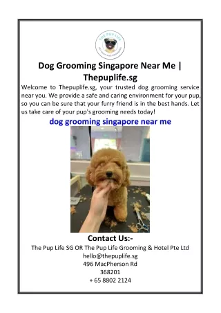 Dog Grooming Singapore Near Me  Thepuplife.sg