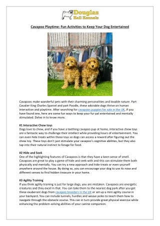 Cavapoo Puppies for Sale UK | Fun Activities to Keep Your Cavapoo Entertained