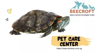 Reptile vet Singapore, Lizard vet Singapore