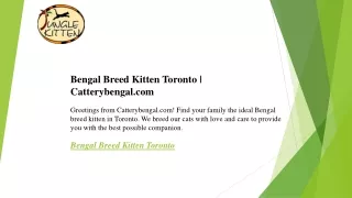 Bengal Breed Kitten Toronto  Catterybengal02