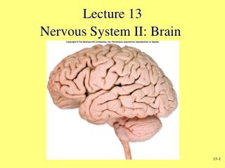 Nervous System II: Brain