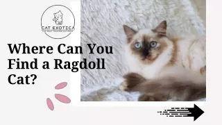 Where Can You Find a Ragdoll Cat