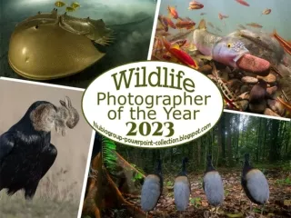 Wildlife Photographer of the Year 2023