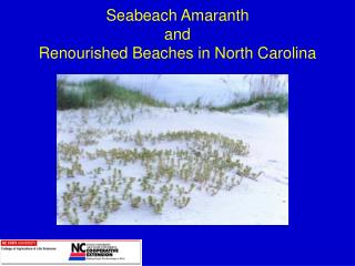 Seabeach Amaranth and Renourished Beaches in North Carolina