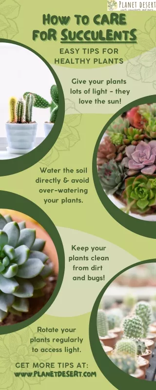 The Art of  Succulent Care Essentials | Planet Desert