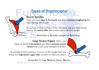 Muscles Spindles and Golgi Tendon Organs