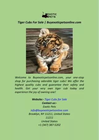 Tiger Cubs For Sale  Buyexoticpetsonline.com