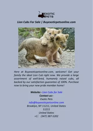 Lion Cubs For Sale  Buyexoticpetsonline.com