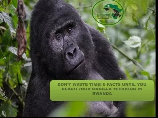 Don't Waste Time! 6 Facts Until You Reach Your Gorilla Trekking In Rwanda