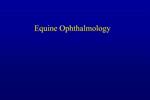 Equine Ophthalmology