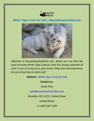 White Tigers Cubs For Sale  Buyexoticpetsonline