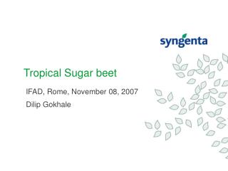 Tropical Sugar beet