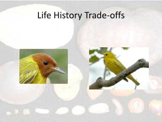 Life History Trade-offs