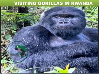 Visiting Gorila in Rwanda