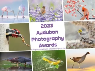 2023 A-Photography Awards