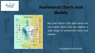 Anatomical Charts And Models