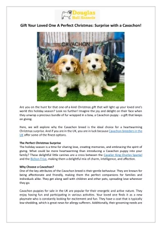 Cavachon Puppies for Sale | The Perfect Christmas Gift | Douglas Hall Kennels
