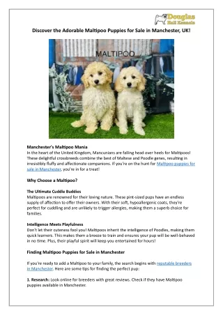Find Your Perfect Maltipoo Puppy in Manchester | Douglas Hall Kennels