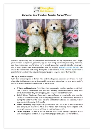 Poochon Puppies for Sale in the UK | Winter Care Tips | Douglas Hall Kennels