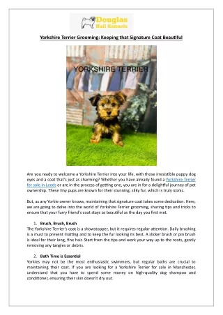 Yorkshire Terrier Coat Care | Everything You Need to Know | Douglas Hall Kennels