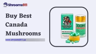 Buy Best Canada Mushrooms