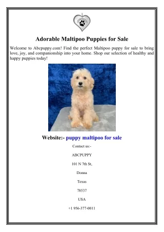 Adorable Maltipoo Puppies for Sale