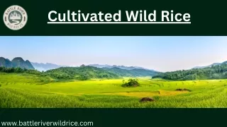 cultivate wild rice