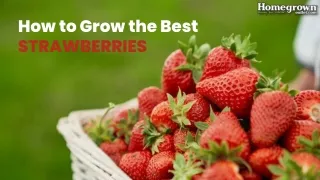 How to grow the best strawberries?