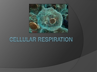 Cellular Respiration