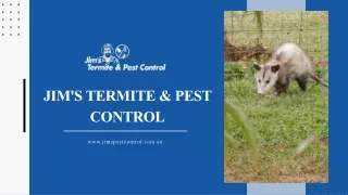 Possum Pest Removal Services _ Jim_s Pest Control Experts