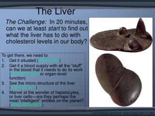 The Liver