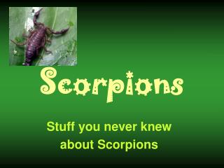 Scorpions