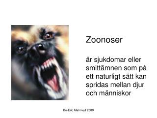 Zoonoser är sjukdomar eller smittämnen som på ett naturligt sätt kan spridas mellan djur och människor