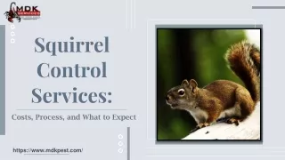 Squirrel Control Services Costs, Process, and What to Expect