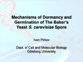 Mechanisms of Dormancy and Germination of The Baker’s Yeast S. cerevisiae Spore