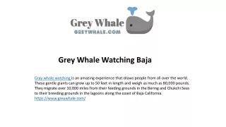 Amazing Giant Gray Whales of Baja