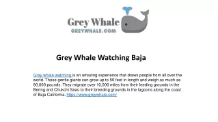 Amazing Giant Gray Whales of Baja