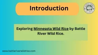 Minnesota Wild Rice