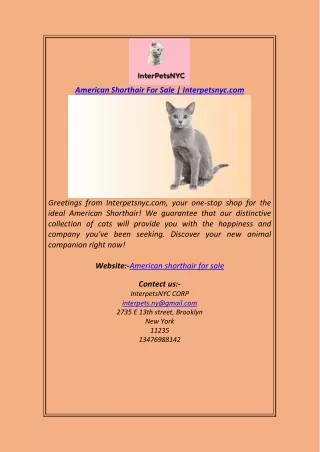 American Shorthair For Sale Interpetsnyc.com