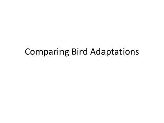 Comparing Bird Adaptations