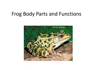 Frog Body Parts and Functions