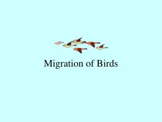 Migration of Birds