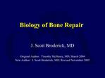 Biology of Bone Repair