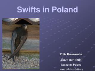 Zofia Brzozowska „Save our birds” Szczecin, Poland www. ratujmyptaki.org