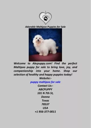 Adorable Maltipoo Puppies for Sale