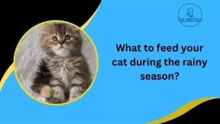 What to feed your cat during the rainy season_Cat Exotica