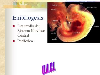 Embriogesis