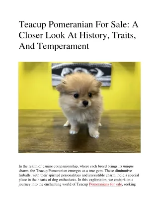 Teacup Pomeranian For Sale